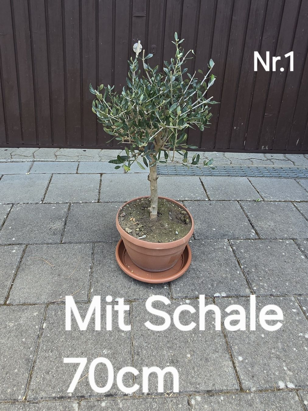 Pflanzen & Samen: Schöner kleiner kräftiger Olivenbaum – Gebraucht aus Aarburg von popkorn65