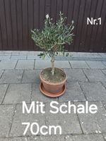 Schöner kleiner kräftiger Olivenbaum