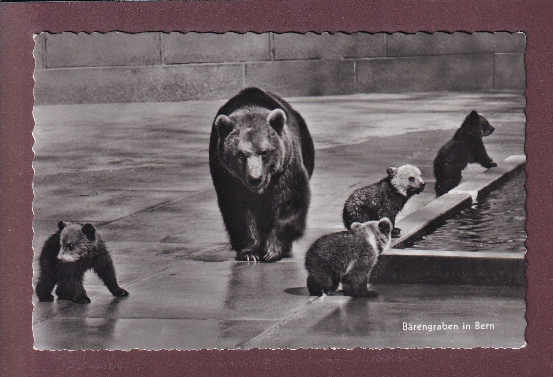 Cartes postales: BERN - Bärengraben – D'occasion à Pully par nicecards