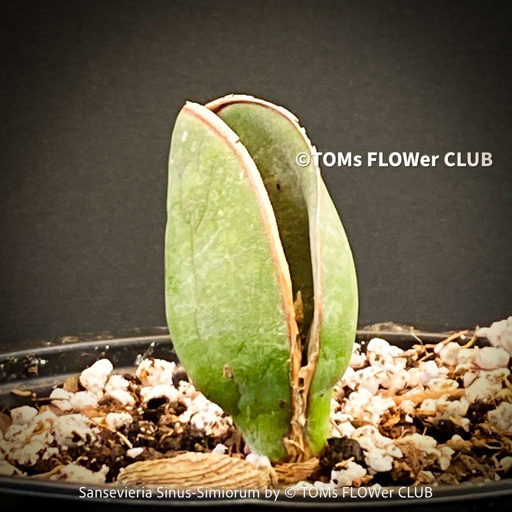 Piante & sementi: Sansevieria Sinus-Simiorum - extrem langsam wachsend – Nuovo e nell'imballaggio originale da Adliswil venduto da MarkyForest 3