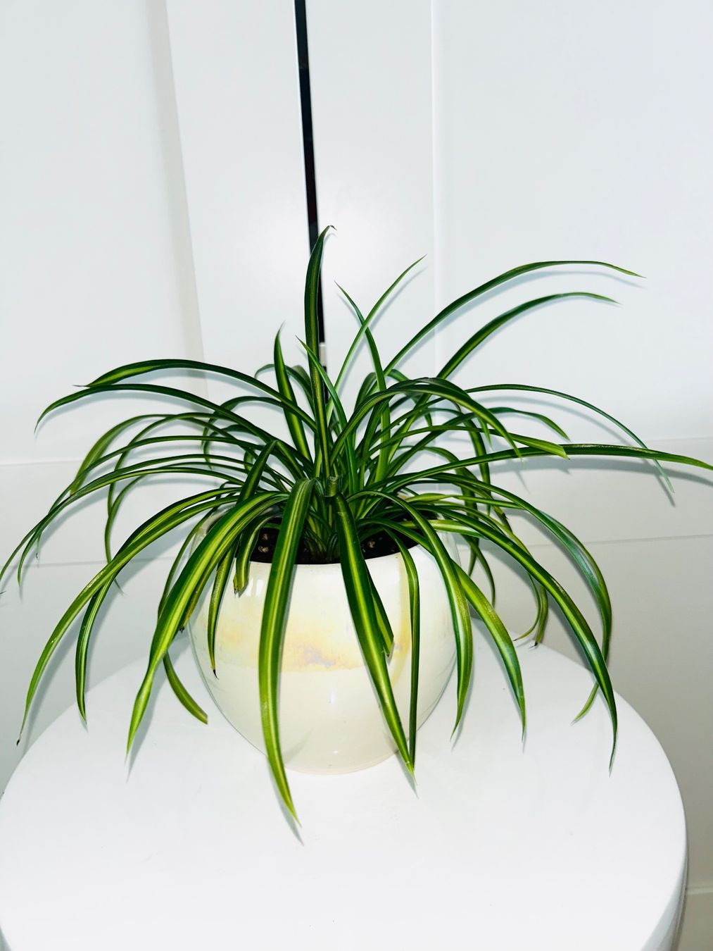 Plantes & graines: Spider plant & ceramic cache pot – D'occasion à Kilchberg ZH par malibubeach