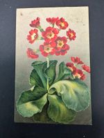 fünf Grusskarten mit Blumen, 1900-1915