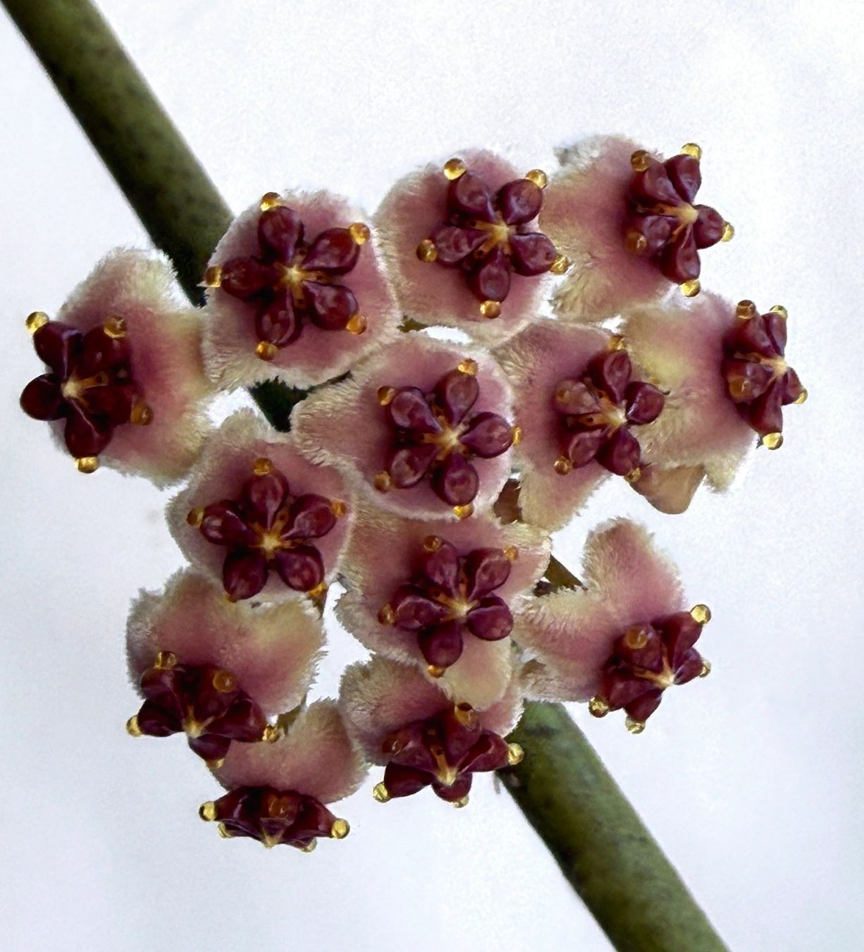 Pflanzen & Samen: HOYA***KERRII***** – Neu (gemäss Beschreibung) aus Dübendorf von Orchid18