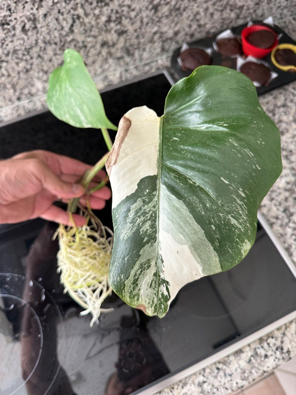 Pflanzen & Samen: Monstera albo variegata half moon – Gebraucht aus Mendrisio von MonsteraLovers 1