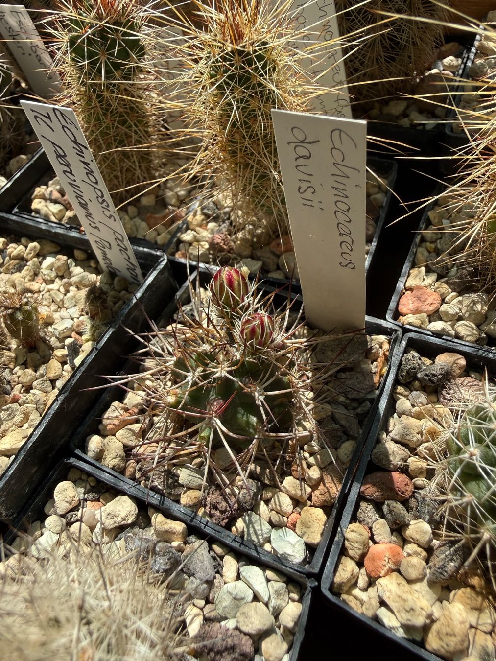 Piante & sementi: Echinocereus davisii (frosthart) – Usato da Rorbas venduto da SimS0n 1