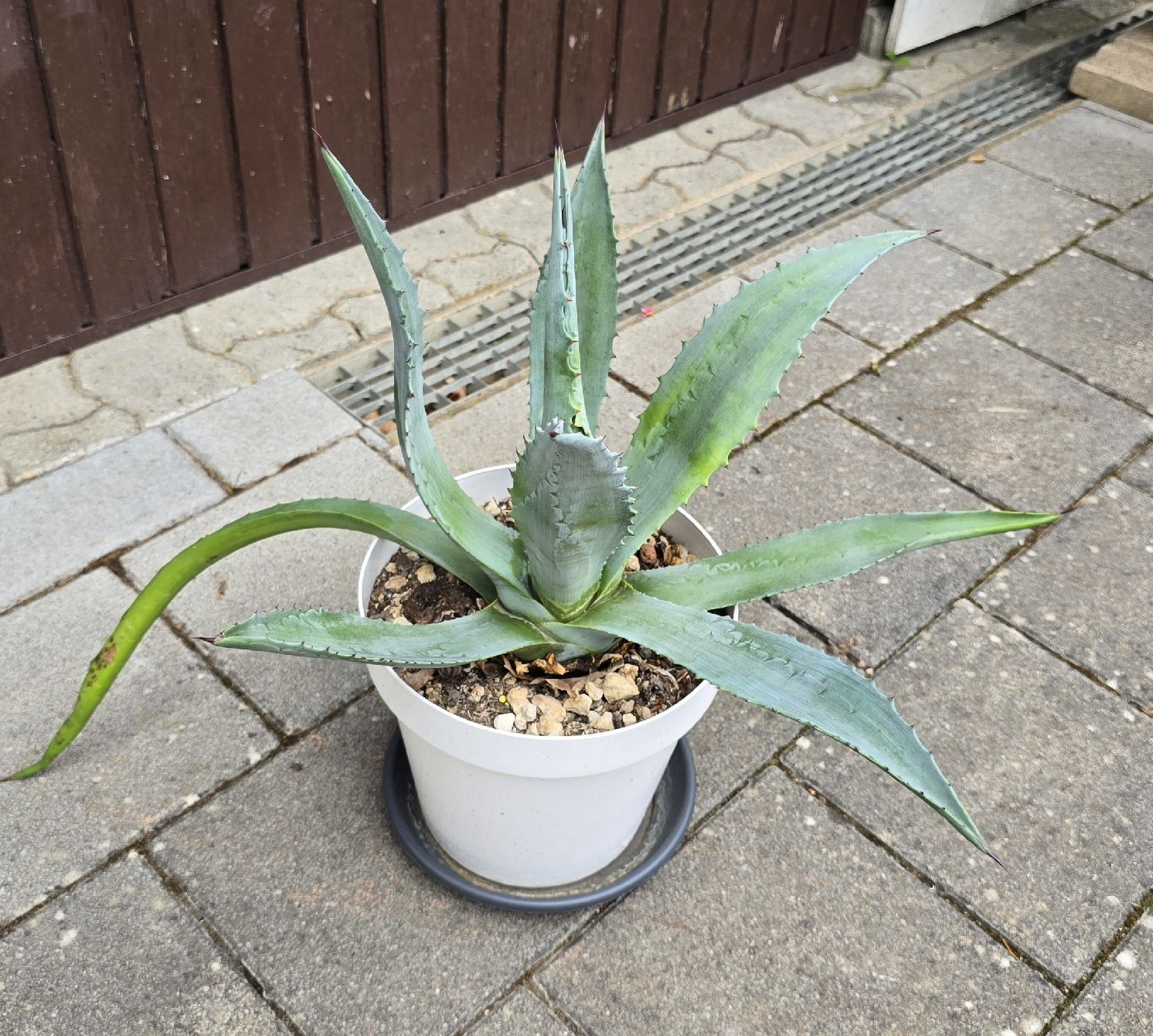 Piante & sementi: Agave American  – Nuovo (secondo la descrizione) da Aarburg venduto da popkorn65 5