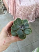 Jolie petite echeveria plante succulente cactus