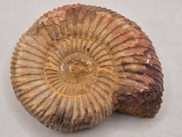 Ammonit aus Marokko – echtes Fossil aus der Urzeit (5)
