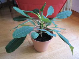Zimmerpflanze Euphorbia Leuconeura Spuck-Palme