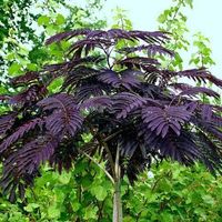 Albizia julibrissin chocolate 10g