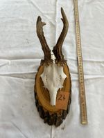 Gehörn eines Rehbocks
