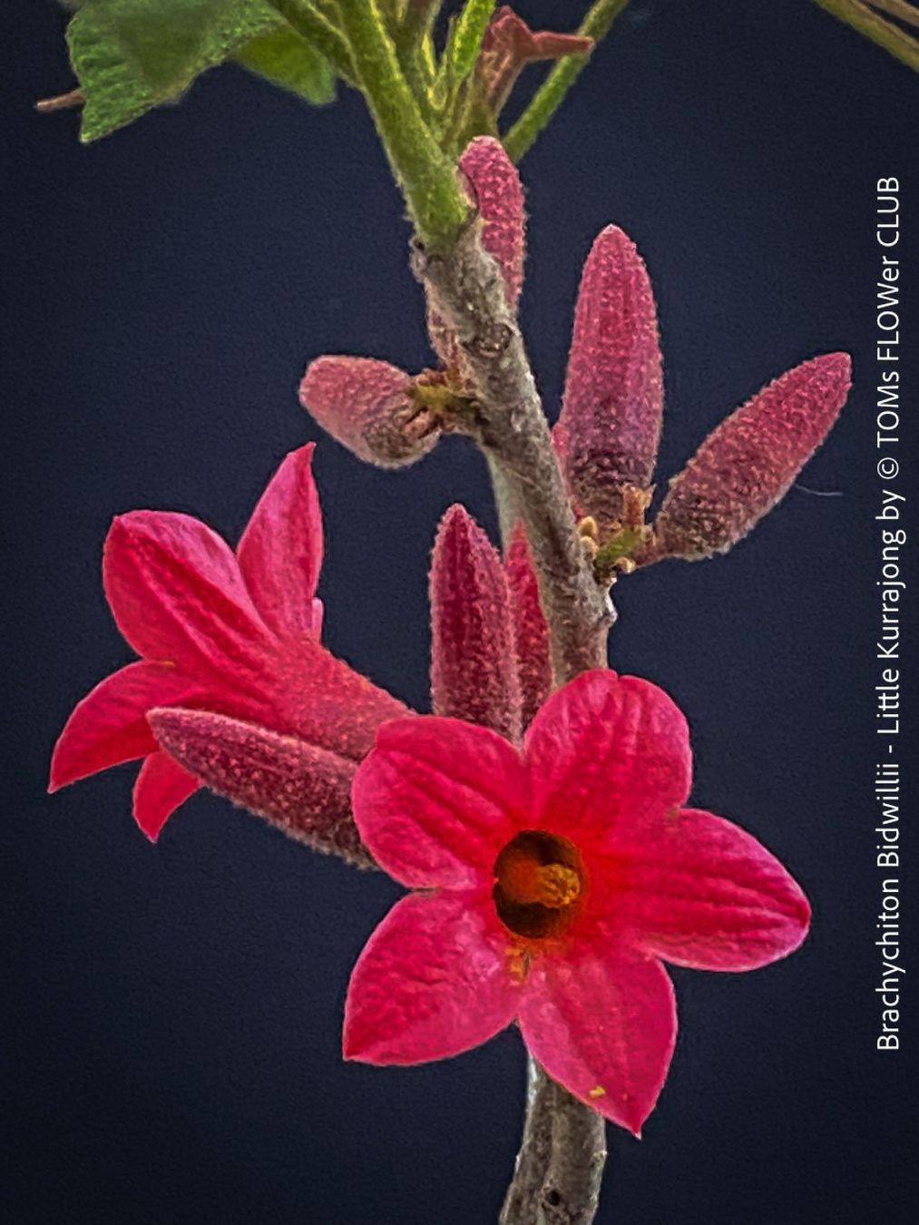 Piante & sementi: Brachychiton Bidwillii - australischer Flaschenbaum – Nuovo e nell'imballaggio originale da Adliswil venduto da astom369 2