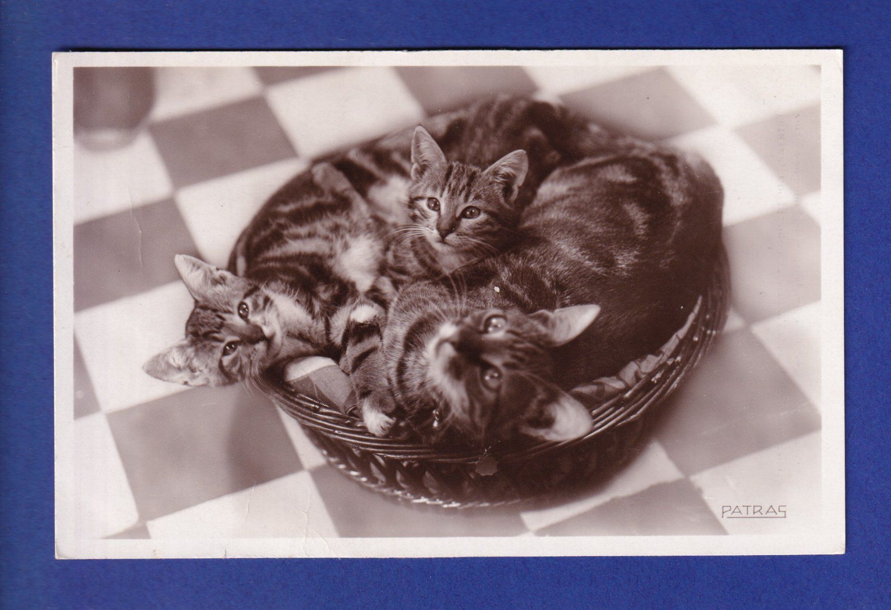 Cartes postales: CHAT - Sieste interrompue – D'occasion à Pully par nicecards-shop