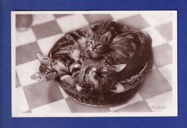 CHAT - Sieste interrompue