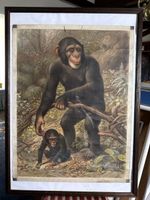 Affiche scolaire sur le gorille