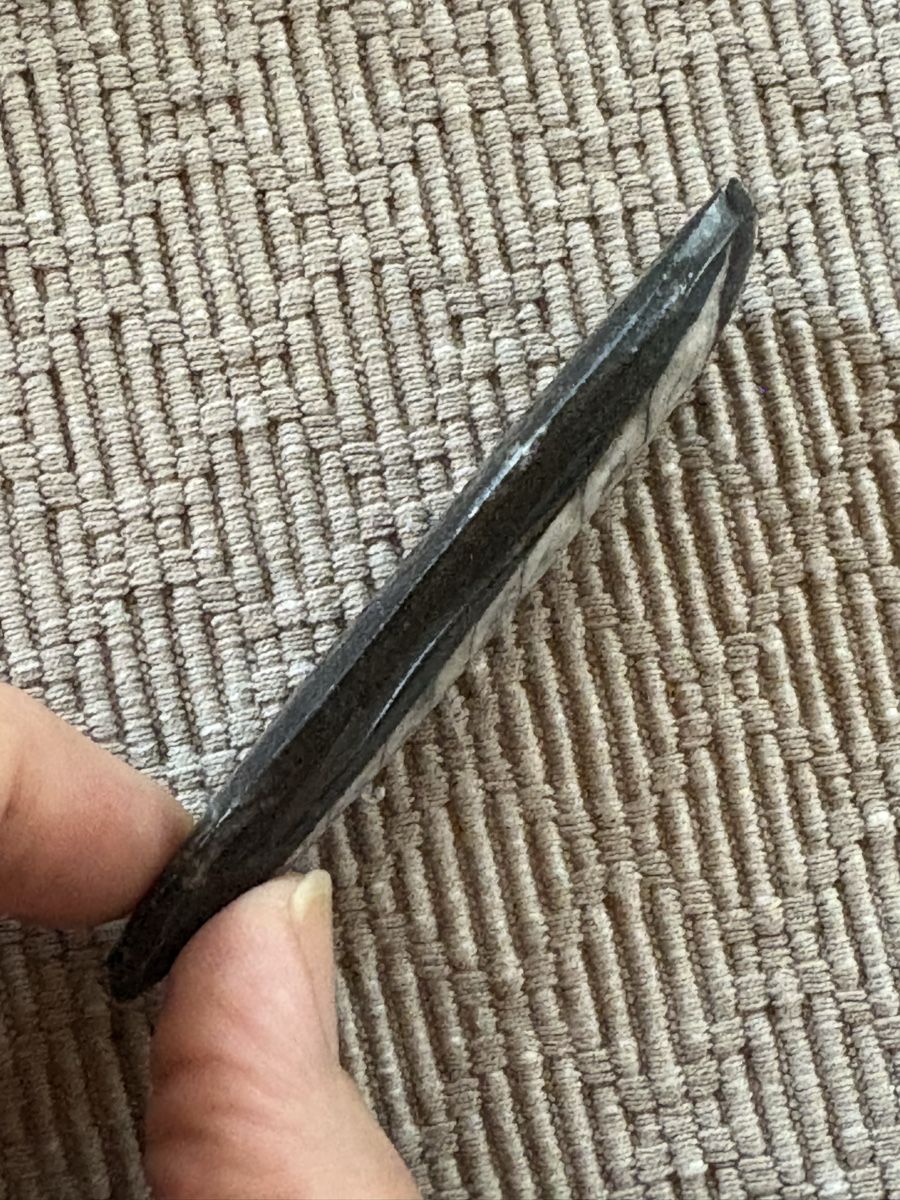 Fossili: Orthoceras versteinert  – Usato da Rümlang venduto da euqinom16 2