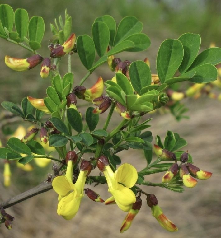Pflanzen & Samen: Cornetta dondolina 20-30 cm HIPPOCREPIS EMERUS gelb bluhend – Neu und originalverpackt aus Rovio von POSITIFFARTandPLANTS 4