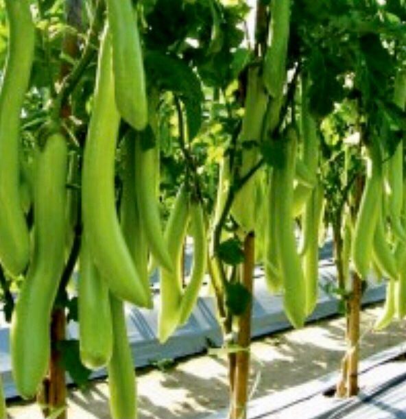 Piante & sementi: 10 SAMEN BIO Aubergine THAI LONG GREEN – Nuovo e nell'imballaggio originale da Rovio venduto da POSITIFFARTandPLANTS 7