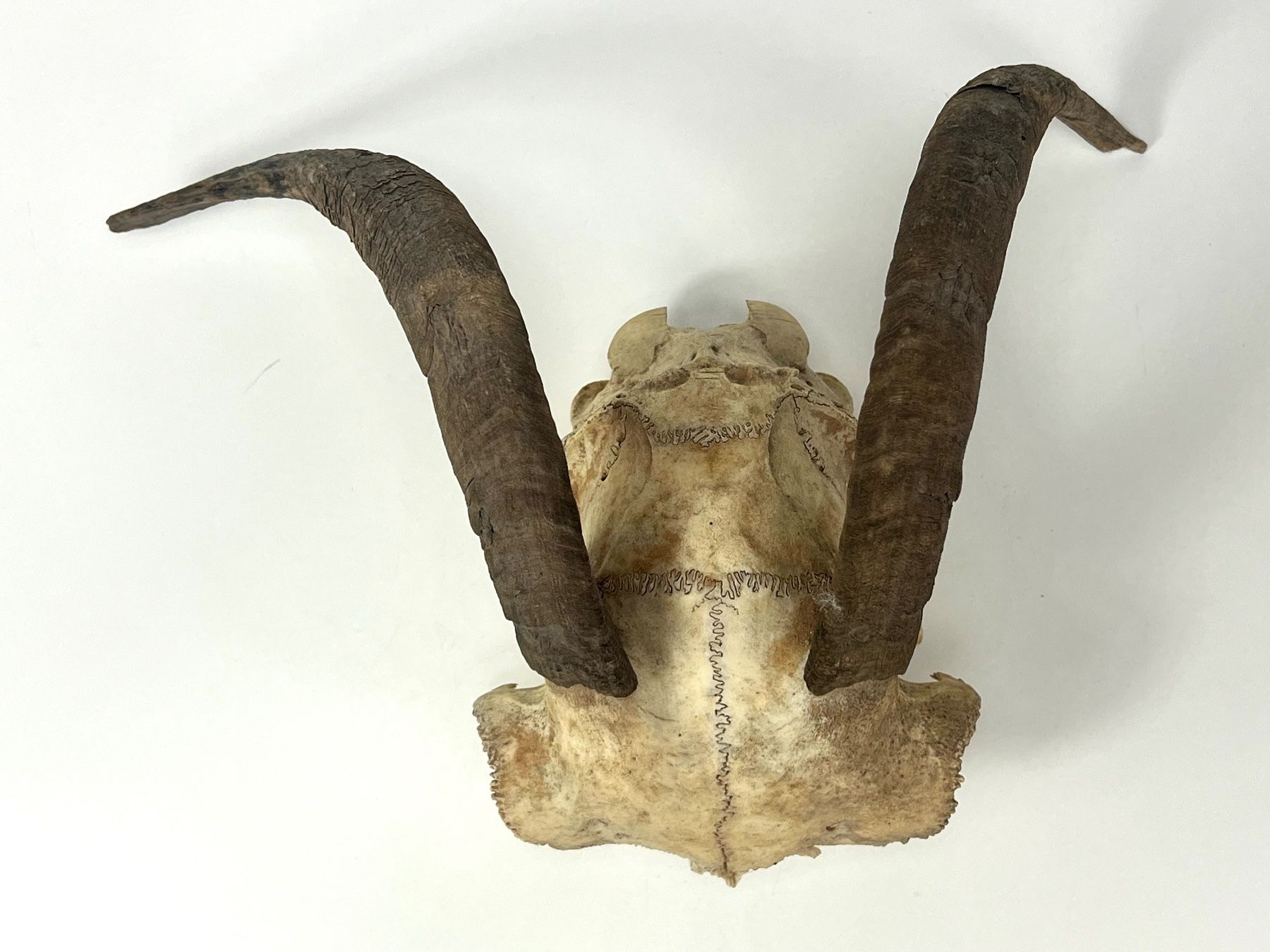Il mondo degli animali: Echter Ziegen SCHÄDEL mit Hörnern Jagdtrophäe Naturdeko – Usato da Zürich venduto da Arche_Brockenhaus 6