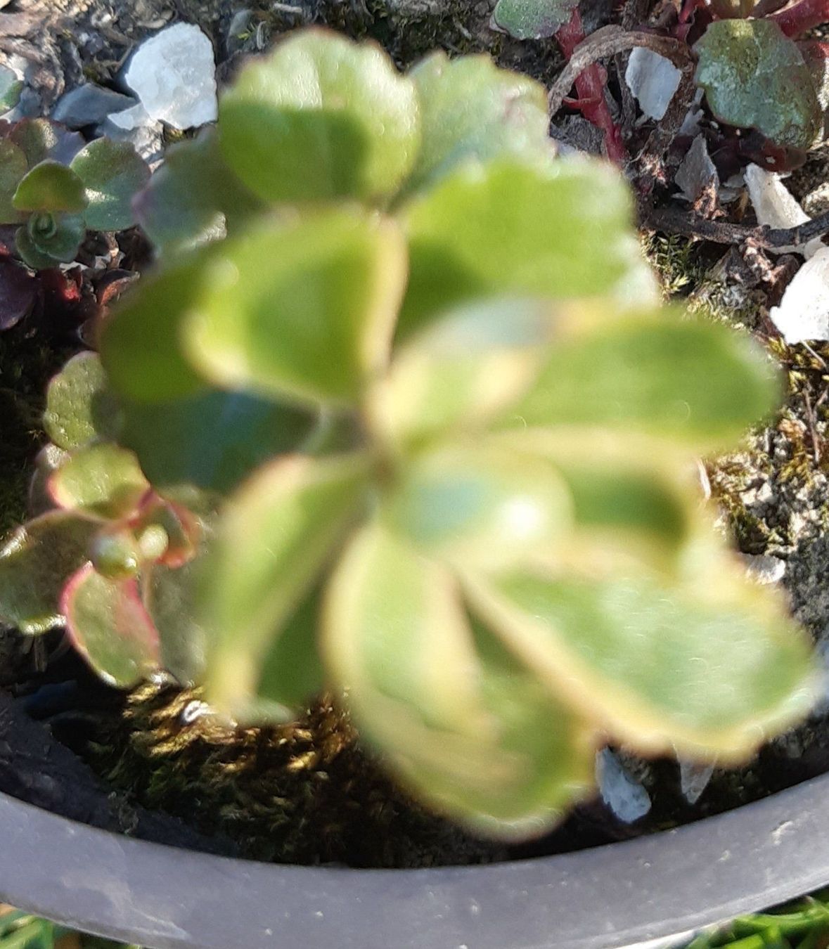 Pflanzen & Samen: Kambotscha trikolore gelb sedum – Gebraucht aus Ibach von chaemilochhobbygarte 2