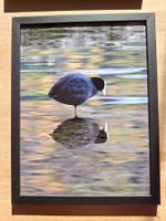 🖼️ Gerahmtes Naturbild – Blässhuhn mit Spiegelbild 30x40 cm