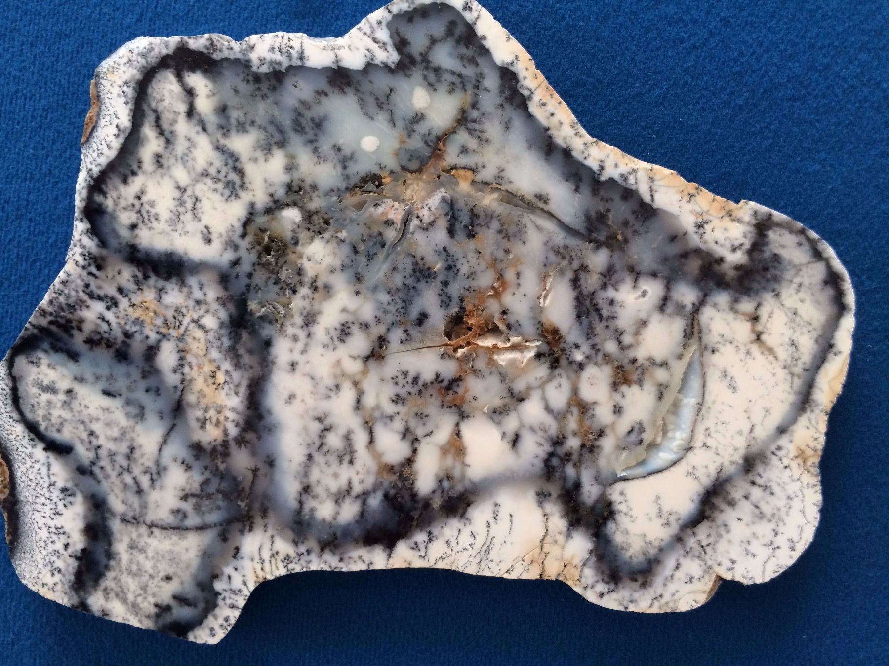 Fossili: Fossilien Dendrit / geschliffene Platte – Nuovo (secondo la descrizione) da Luzern venduto da adonairo