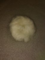haarschmuck,,,haar gummi,,,weiss pelz
