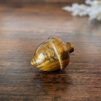 ✲ 1 Stk. Tigerauge Eichel ✲ 12g / 26mm Acorn Carving