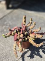 Sukulent