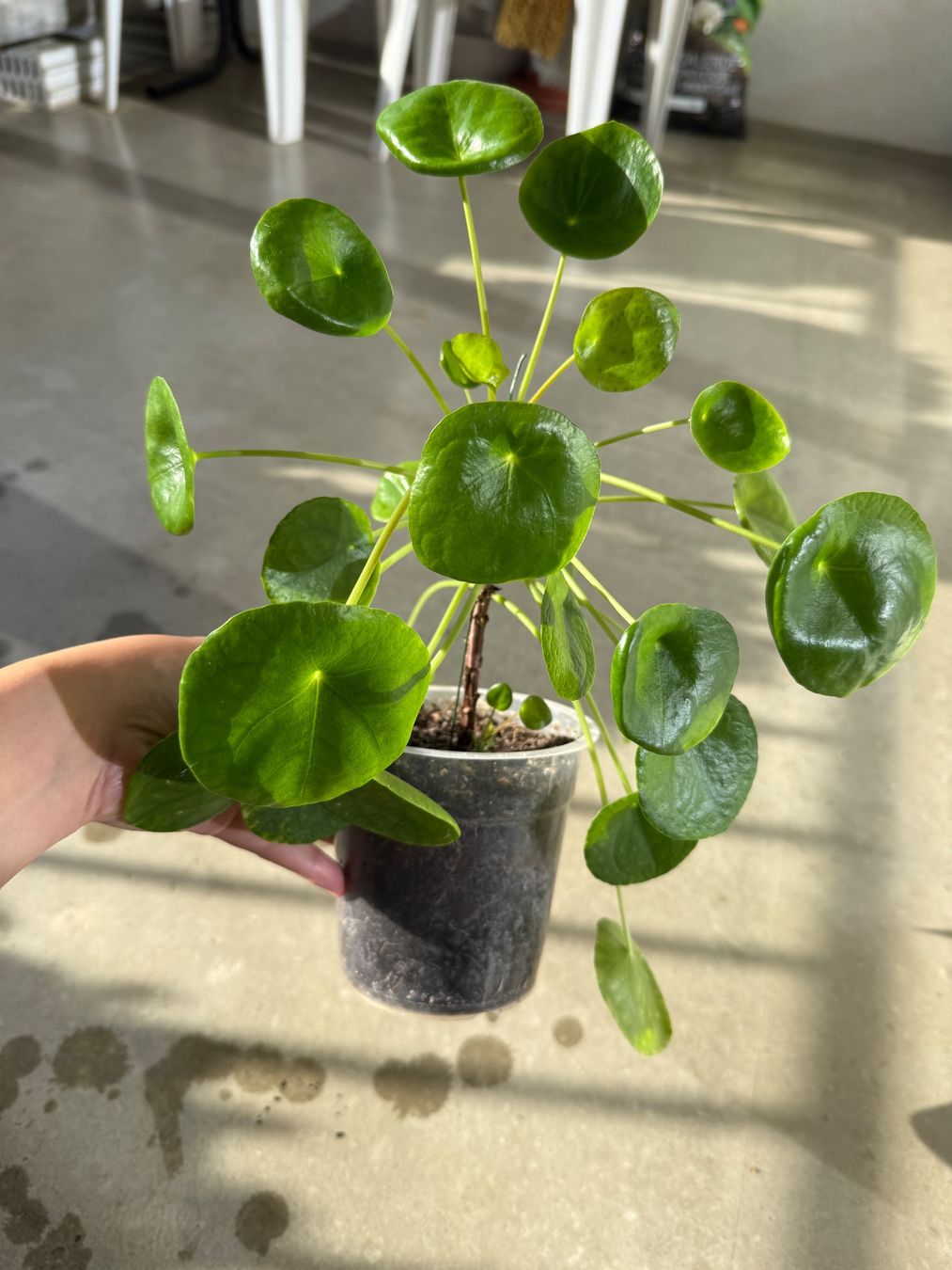 Piante & sementi: Pilea Pflanze – Usato da Bern venduto da Wil.Wayne 2