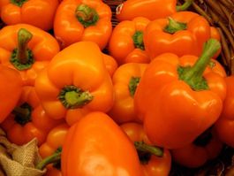 30 Samen Paprika REWIA Orange