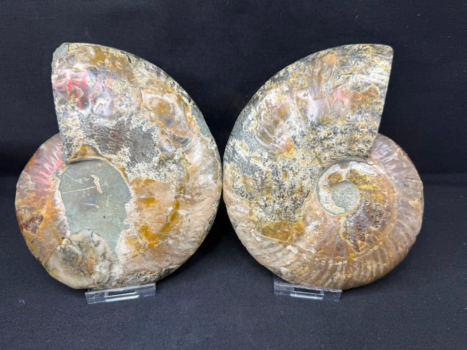 Fossili: Ammoniten-Paar – Usato da Schinznach Bad venduto da Demerald 9