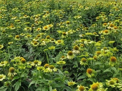 Piante & sementi: 15 Samen  Echinacea ALAN'S PRIDE – Nuovo (secondo la descrizione) da Ehrendingen venduto da VerveinaSamen 2