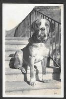 Grosser St. Bernard Bernardiner Barry sur l'escalier Hospice