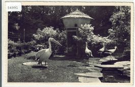 Voliere im Stadtpark St. Gallen - Pelikan & Störche