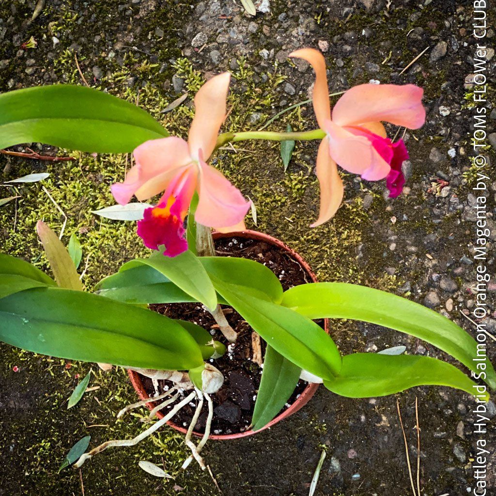 Piante & sementi: Cattleya Orchidee mit Lachsorange-Magenta Blüten – Nuovo e nell'imballaggio originale da Adliswil venduto da astom369 5