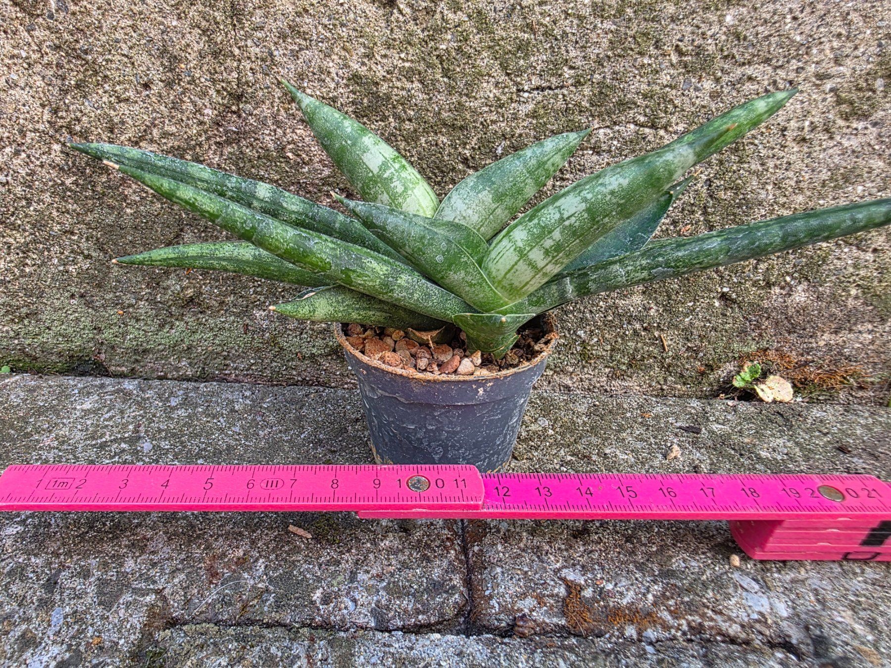 Piante & sementi: Sanseveria cylindrica / Bogenhanf – Nuovo (secondo la descrizione) da Thalheim venduto da silvara01