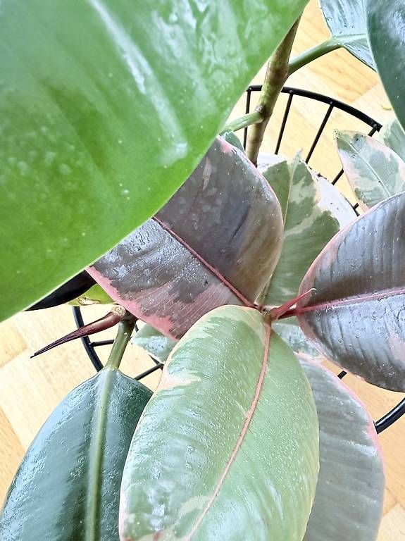 Plantes & graines: Ficus elastica  Composition de 4 plantes – D'occasion à Spiez par Lunelu 4