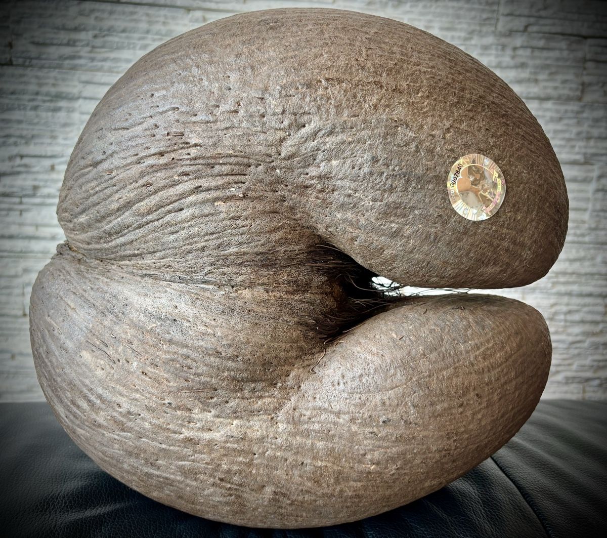 Sculture & Statue: Wunderschöne Coco de Mer Seychellen. Mit Echtheitszertifikat – Usato da Arbon venduto da Helmuth 4