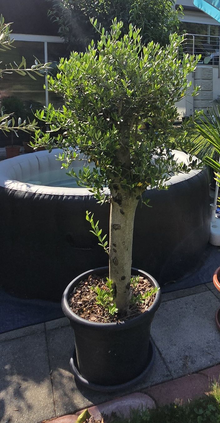 Plantes & graines: Toller schöner Olivenbaum  – D'occasion à Aarburg par popkorn65