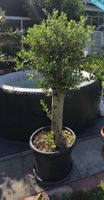 Toller schöner Olivenbaum 