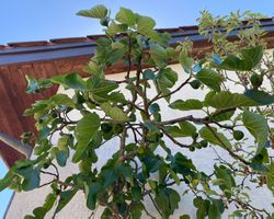 Feige Feigenbaum ficus Baum Blumen Pflanzen