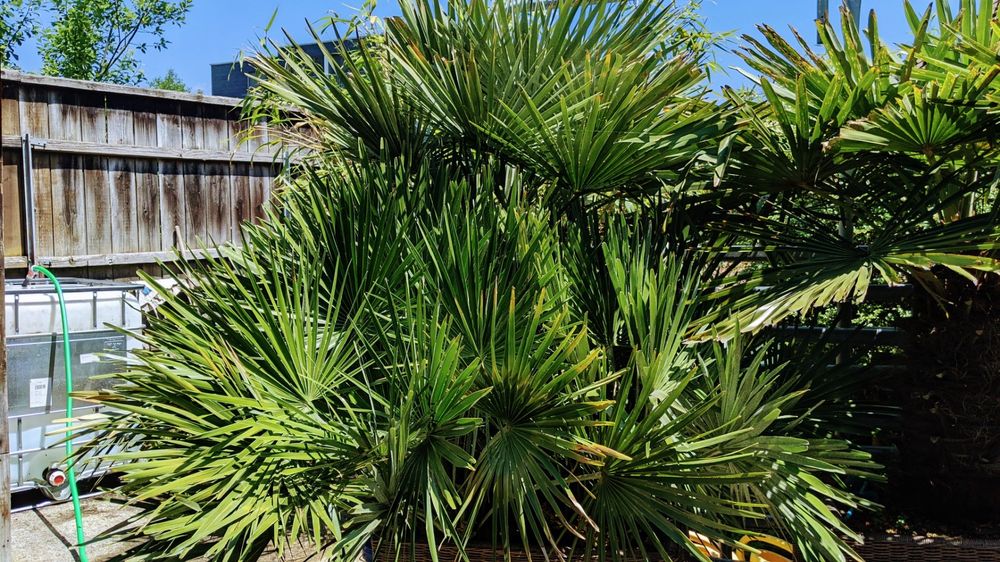 Zwergpalme und Tessiner Palmen Bonsai im Rattantopf ca. 2m H Kaufen