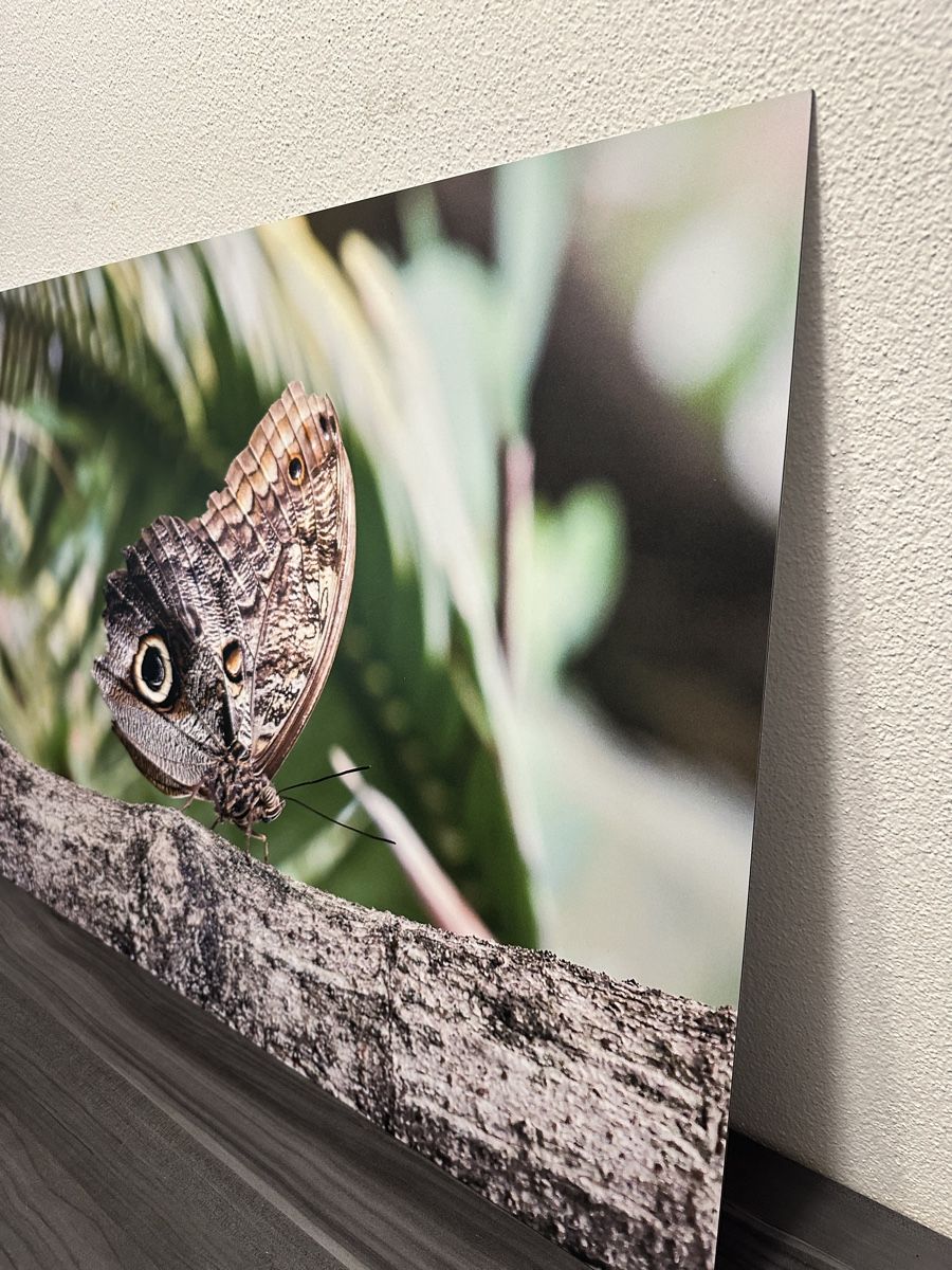 Foto & Immagini: Grossformatiges Schmetterling Bild – Nuovo e nell'imballaggio originale da Aarburg venduto da Tonija 2