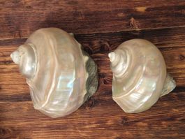 2 Echte Perlmutt Muscheln – Maritime Deko – Naturmuscheln