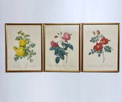 3 Rosendrucke von Pierre Redouté – Vintage, gerahmt Set