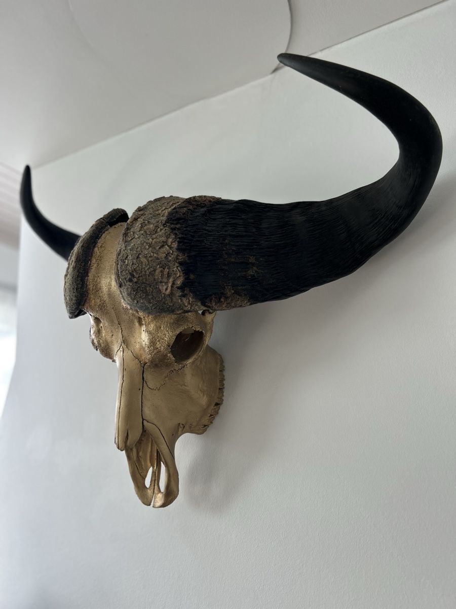 Tutte le decorazioni: Goldveredelter Büffel Schädel – Nuovo (secondo la descrizione) da Oberkirch LU venduto da yadalo 2