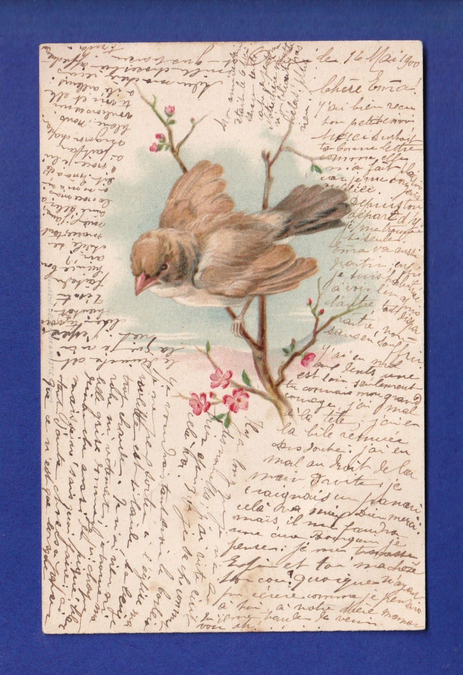 Cartoline postali: OISEAU sur sa branche – Usato da Pully venduto da nicecards-shop