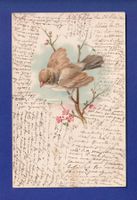 OISEAU sur sa branche