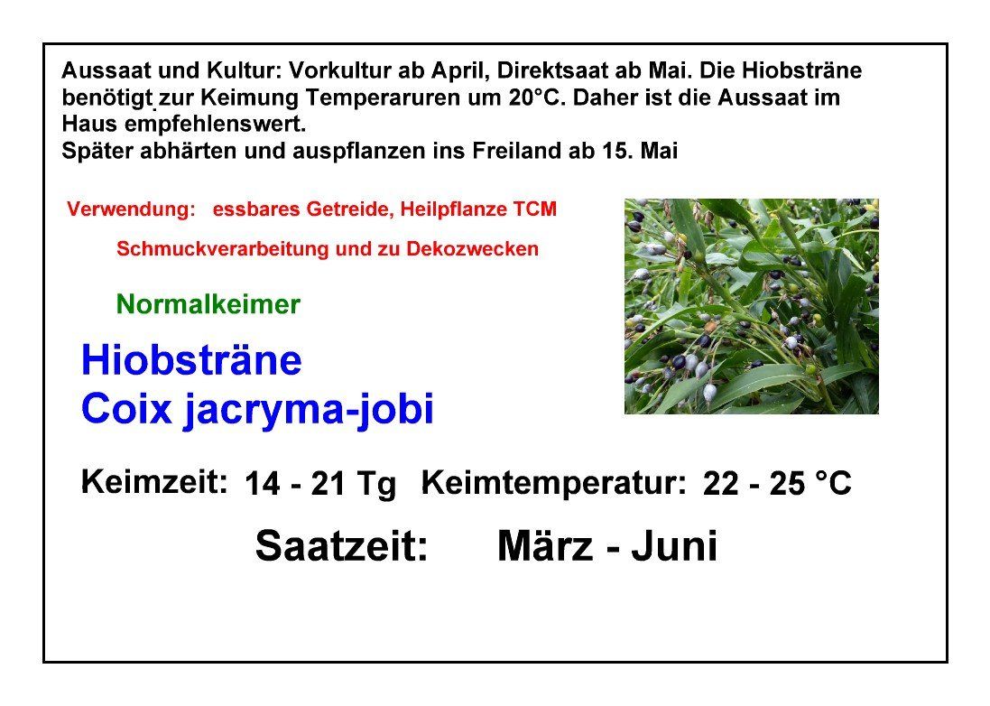 Pflanzen & Samen: Hiobsträne - Coix jacryma-jobi - 30 Samen – Neu und originalverpackt aus Sumiswald von Cham14559 7